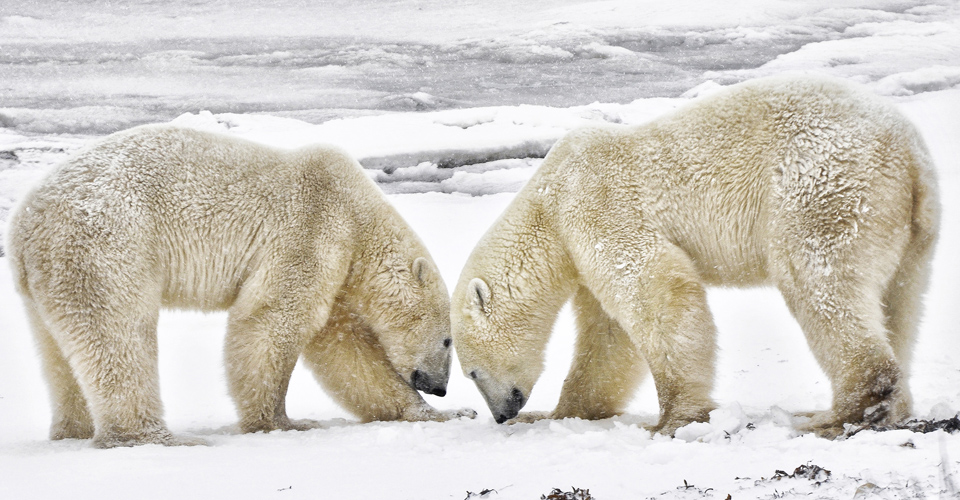 Polar Bear Dream